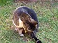 pussy licker pussy licker