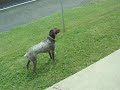ripley howling