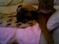 Saladin Simba and Mr Bumble - Unforgettable Friendship!