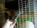 Rattie Introductions