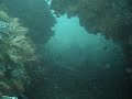 Shark in cave