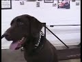 Dog Obedience Protection Academy commercial