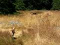 Fern Whippet Sees a Deer