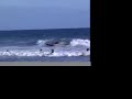 stray?surf 1221 iwai&ryuji