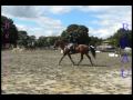 My Horses Have... [Contest Video]