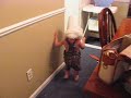 CJ playing CJ playing