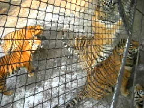 MANCHURIAN TIGER