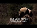 Cute Panda Babies