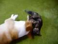 ねこVS犬 寝技で勝負!(2R)