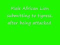 Tiger vs Lion.