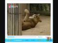 Tiger vs Lion.