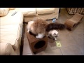 Ragdoll Cats Receive Karma Cube Cardboard Cat Scratcher for Review - ねこ - ラグドール - Floppycats