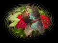 Elusive Butterfly
