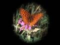 Elusive Butterfly