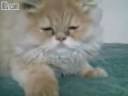 Scared Kitten Scared Kitten