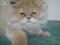 videos de Scared Kitten