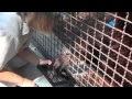 gstdiscovery 2012: Orangutans go ape over IPads