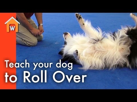 how to train dog to roll over
