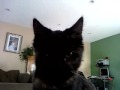 Jenny-s-Cat-Lucky