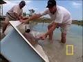 You've seen sharks make movies and you may have seen them in the wild, but have you ever seen sharks mate? Few people have. Wild Chronicles follows National Geographic's Crittercam® team headed for the south coast of Florida for an intimate encounter with one of the ocean's most successful predators. With many shark populations plummeting, researchers hope Crittercam's® shark-eye view of an underwater mating extravaganza will reveal their mating mysteries while there is still time to make a difference.