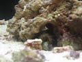 Cozmo Eats Snail Cozmo Eats Snail