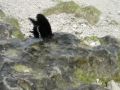 Butterfly on the beach in Guam Butterfly on the beach in Guam