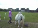Cirrus trotting