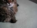 My Sweet Kitty Cat My Sweet Kitty Cat