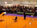 BAC en una Exhibicio d'Agility (12.10.08)
