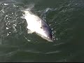 Big Chesapeake Stripers /48lb/Team Old School Big Chesapeake Stripers /48lb/Team Old School