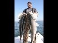 Big Chesapeake Stripers /48lb/Team Old School