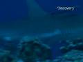 Paradise for Predators - Baited Frenzy