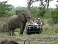 Elephant pushing a vehicle full of Tourists
