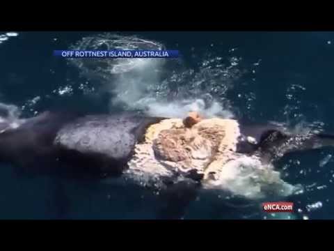 Surfing A Dead Whale With Sharks