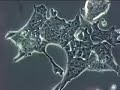 Stem Cells: Mouse Embryonic Stem Cells Stem Cells: Mouse Embryonic Stem Cells