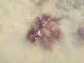 Decorator crab