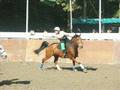 horse ball mix