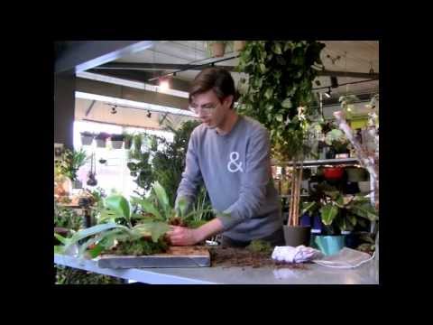 how to fertilize staghorn fern
