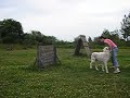 Central Asian Shepherd dog training.(Latvia)