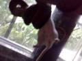 videos de BOA Constrictor-raton