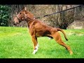 mutant Dog/horse thing? mutant Dog/horse thing?