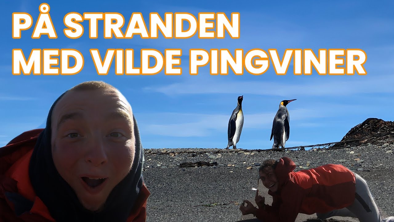 På stranden med vilde pingviner! | Jorden rundt på Cykel 🌎