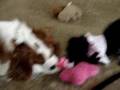 Brussels Griffon video