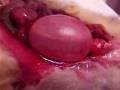 videos de Rapid Possum urinary Bladder Filling