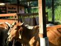 Lembu Transit