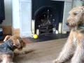 Airedale   Terrier