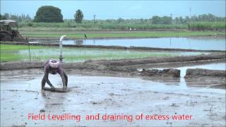 Rice Field Preparation
