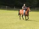 Bridleless
