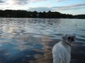 videos de The Duck Hunter - starring Georgie the Curious Dog
