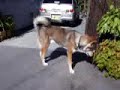 愛犬の四国犬・龍